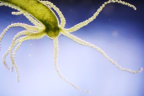 Kraken 12 at