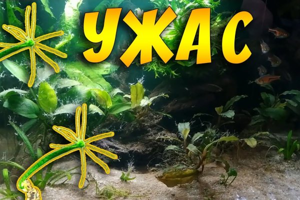 Как найти kraken