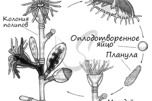 Кракен дарксайд