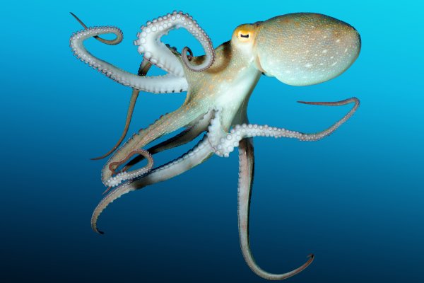Kraken настоящая ссылка
