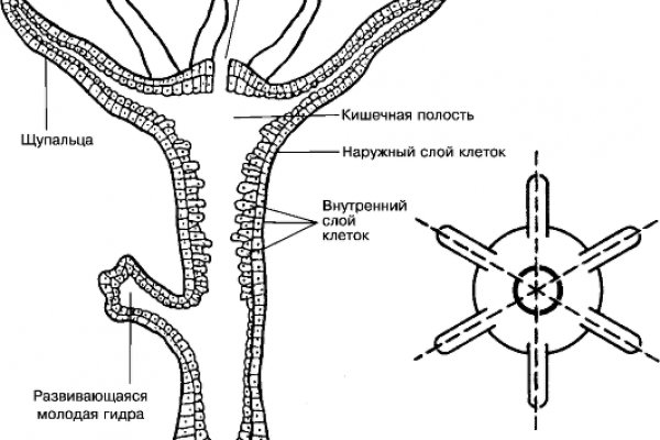 Кракен ссылка орион