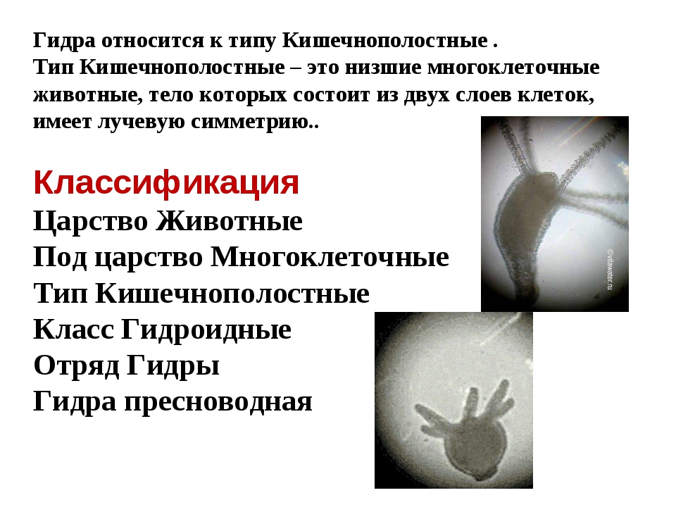 Где найти рабочую ссылку кракен