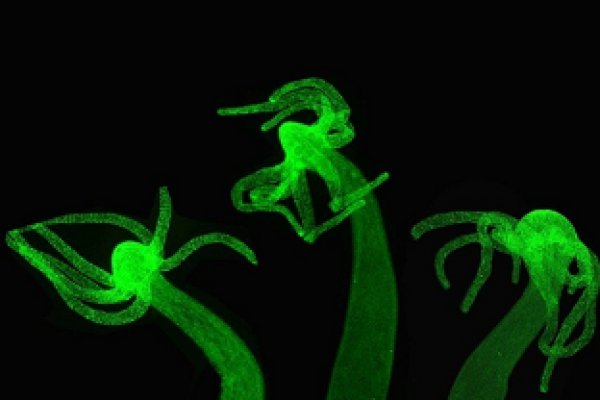 Kraken вход kraken torion