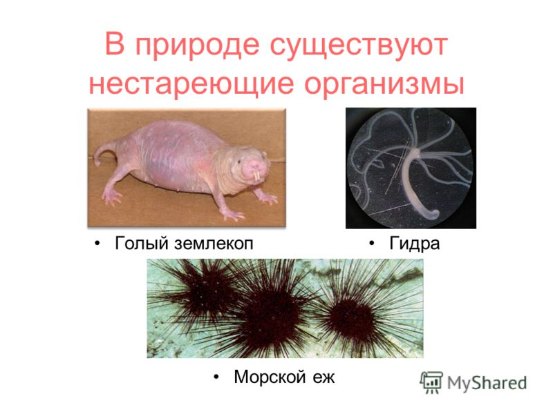 Kraken рабочее зеркало
